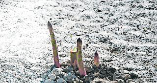 Gr&uuml;ne Spargeln. Ob ein Spargel gr&uuml;n oder weiss ist, h&auml;ngt nicht von der Sorte, sondern von der Anbauweise ab. Gr&uuml;ne Spargeln wachsen oberirdisch, weisse Spargeln in Erdh&uuml;geln. 