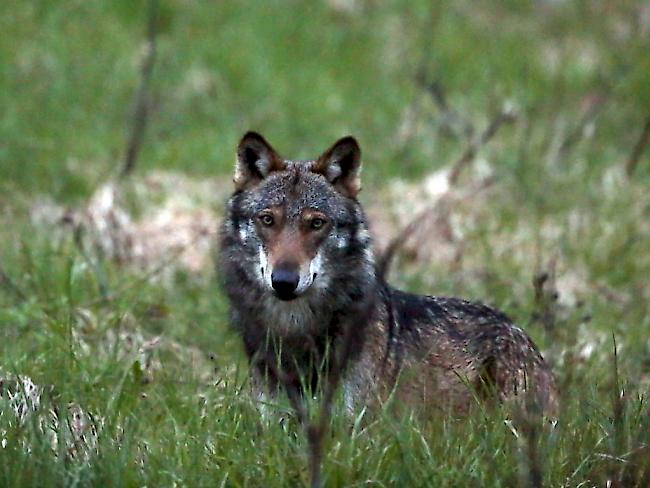 Eine derartige Angriffswelle von Wölfen auf Schafe in ein und derselben Region hat das Wallis seit der Rückkehr des Wolfes vor 20 Jahren kaum je erlebt. (Archivbild)