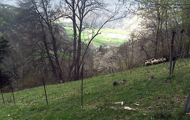 Blick auf die Schafherde, die in der Nacht auf Montag von einem Wolf angegriffen wurde.