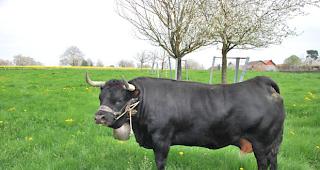 &laquo;Fr&eacute;gate&raquo; ist rund 640 Kilogramm schwer.