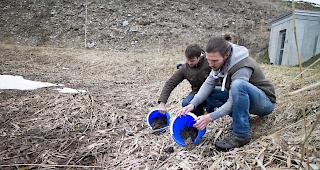 Grasfr&ouml;schewerden ins Laichgew&auml;sser entlassen
