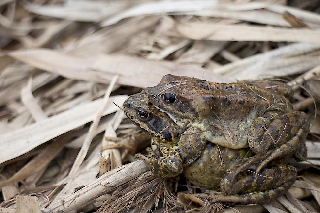 Grasfrosch-Männchen im Huckepack auf einem Weibchen