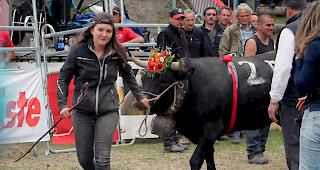 Ehrenrunde: Die junge Z&uuml;chterin Rosine Carthoblaz aus Sornard bei Nendaz holt mit &laquo;Canaille&raquo; in der Kategorie Rinder den 1. Platz.
