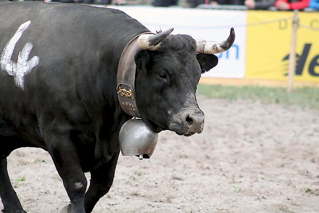 Impressionen vom Nationalen Finale der Eringer Rasse in Aproz am Samstag, wo in der Kategorie Zweitmelken und Rinder gekämpft wurde.