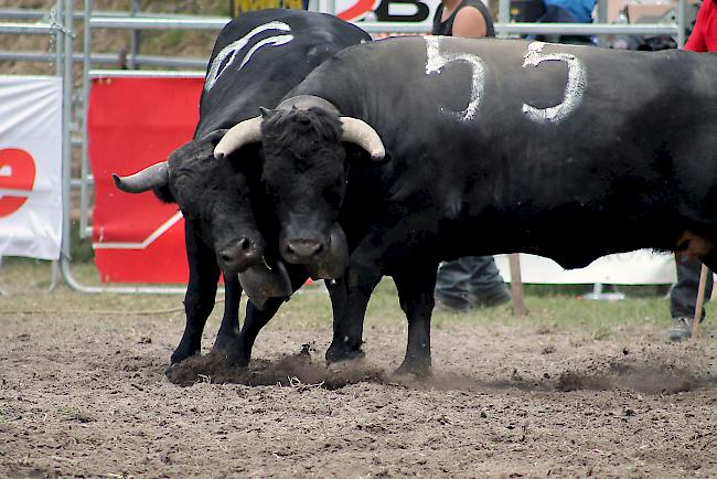 Impressionen vom Nationalen Finale der Eringer Rasse 2016 in Aproz.