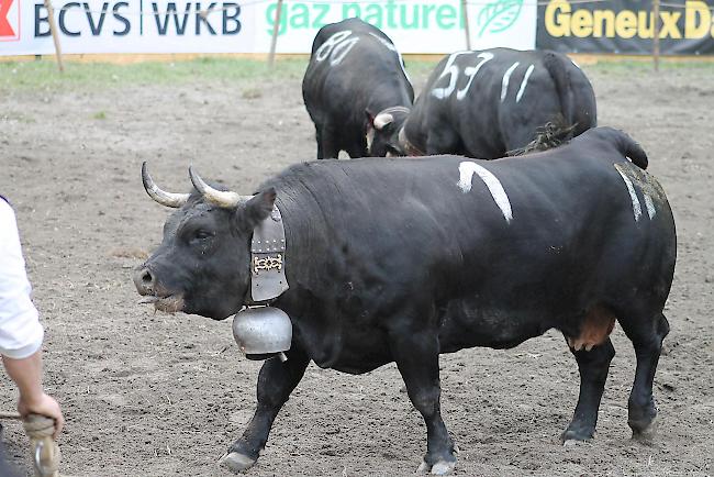 «Frégate» nach der ersten Niederlage in der Qualifikationsrunde in der Kategorie 2. Die amtierende Königin wird von Oberwalliserin «Scharbo» von den Geschwistern Zurbriggen aus Saas-Grund besiegt.