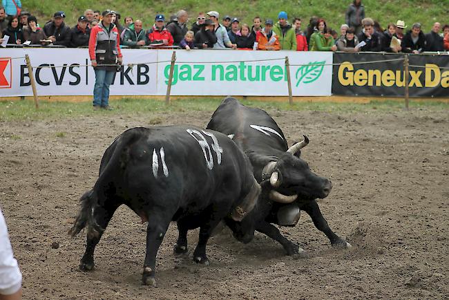 «Frégate» in ihrem zweiten Kampf gegen «Colombe» von Voutaz Nicolas & Famille aus Sembrancher.