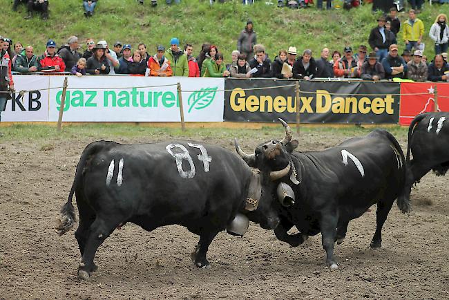 «Frégate» während ihres zweiten Kampfes in der Qualifikation in der Kategorie 2.