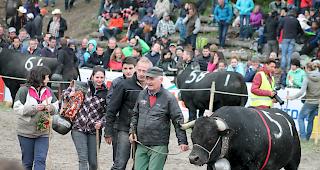 Die 761 Kilogramm schwere &laquo;Ruby&raquo; von Jean Moulin aus Voll&egrave;ges l&auml;sst sich als neue K&ouml;nigin der K&ouml;niginnen feiern.