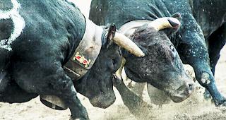 Packend. &laquo;Ruby&raquo; (rechts), die sp&auml;tere Siegerin, hatte gegen die angeschlagene &laquo;Tzigane&raquo; von Diego Wyssen aus Susten im ersten Gang der Endausmarchung leichtes Spiel. Das im Gesicht verletzte Tier mochte sich nicht mehr auf einen ausdauernden Kampf einlassen. 