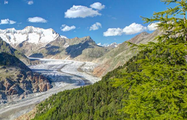 Der Walliser Wald wächst jährlich. Im Bild: Der Aletschwald beim Aletschgletscher.