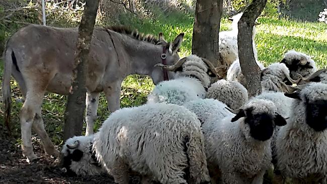 Blick auf die Schwarznasenschafe von Donat Locher aus Ergisch. Zum Schutz vor dem Wolf lässt er seine Schafe von Eseln bewachen.
