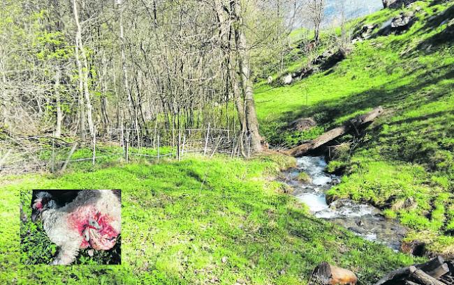 In dieser mit Elektrobändern geschützten Weide in Bürchen biss der Wolf drei Lämmer.