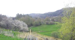 Die &Uuml;berlebenden. Die Herde wird mit einem Elektrozaun besch&uuml;tzt.