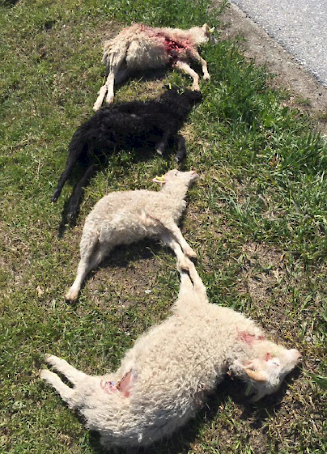 Diese vier Skuddenschafe verlor ein Schäfer in Eischoll in der Nacht vom Sonntag auf den Montag an den Wolf.