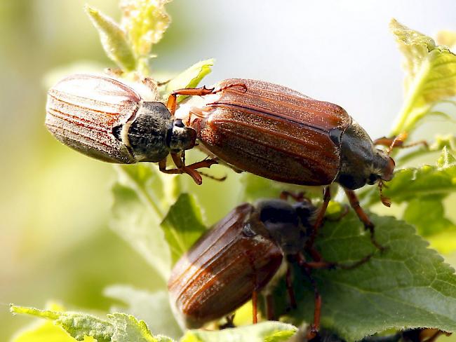 Basler Flugjahr. Derzeit fliegen Maikäfer in einigen Gebieten des Oberwallis wieder in grosser Schar aus.