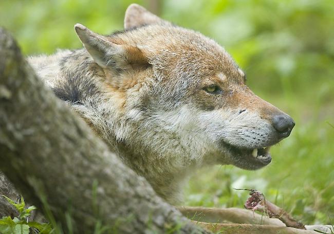 Die Walliser Standesinitiative «Wolf. Fertig lustig!» verlangt, die Wolfsjagd zu erlauben und die Berner Konvention neu zu verhandeln.