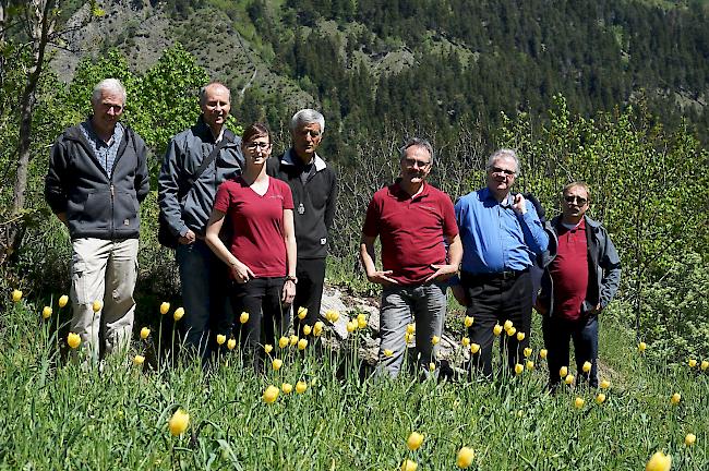 Gemeinderat Marcel Heinen, Gemeindepräsident Klaus Agten, Gemeindeschreiberin Franziska Wenger, Bischof Jean-Marie Lovey, Gemeinderat Mario Biner, Generalvikar Richard Lehner und Gemeinderat Claudio Imhof (von links) auf dem Tulpenhügel in Grengiols. Auf dem Bild fehlt Alex Agten, Präsident der Tulpenzunft Grengiols.