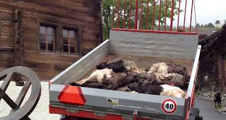 Die gerissenen Ziegen wurden aus Protest mitten auf dem Dorfplatz deponiert.