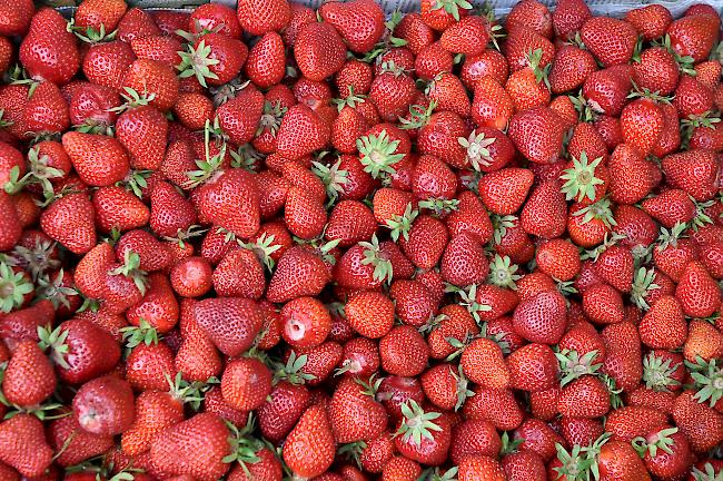 Köstlich. Die frisch gepflückten Erdbeeren vom Feld in Chalais.