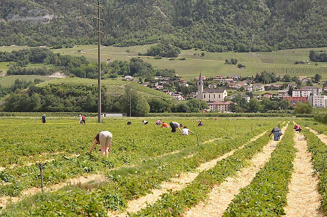 Das ein Hektar grosse Erdbeerfeld bei Chalais.