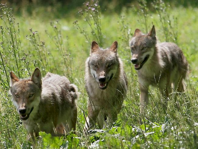 WWF und Pro NAtura wollen mit einer Beschwerde den Wolf retten. (Symbolbild)