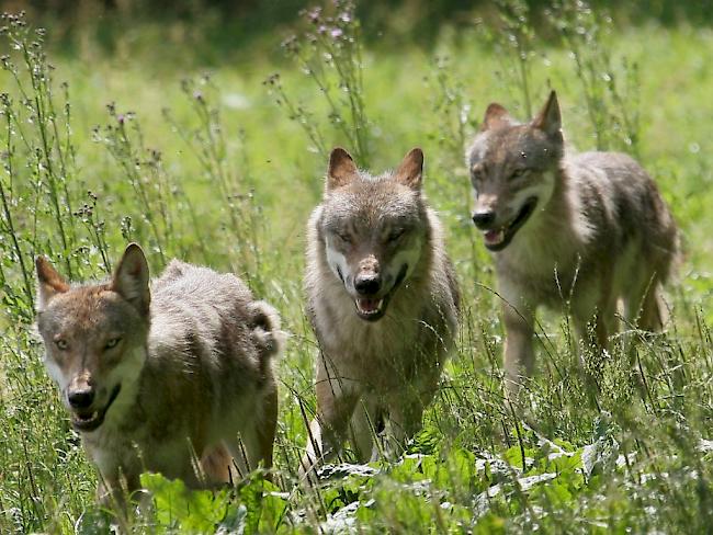 WWF und Pro NAtura wollen mit einer Beschwerde den Wolf retten. (Symbolbild)