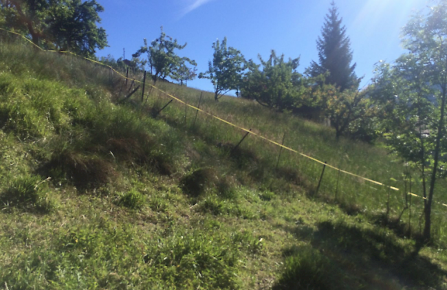 Blick auf die Schafweide in Zeneggen, in der ein Wolf am Freitag ein Schaf getötet hat.