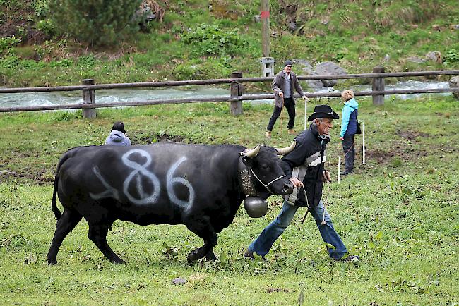 Alpaufzug im Turtmanntal: Züchter und Helfer führen ihre Eringerkühe nacheinander in den Pferch. 