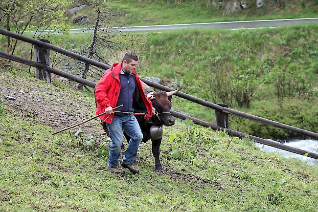 Alpaufzug im Turtmanntal: Züchter und Helfer führen ihre Eringerkühe nacheinander in den Pferch. 