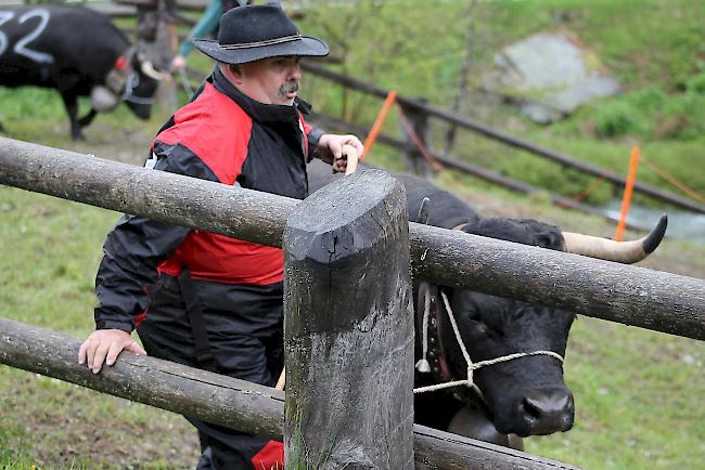 Das Warten vor dem grossen Kampf. 