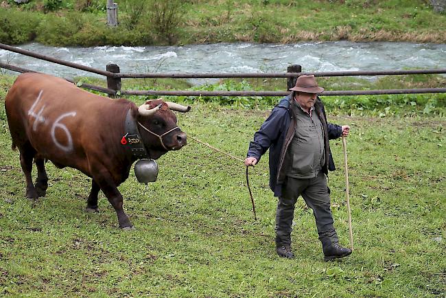 Alpaufzug im Turtmanntal: Züchter und Helfer führen ihre Eringerkühe nacheinander in den Pferch. 