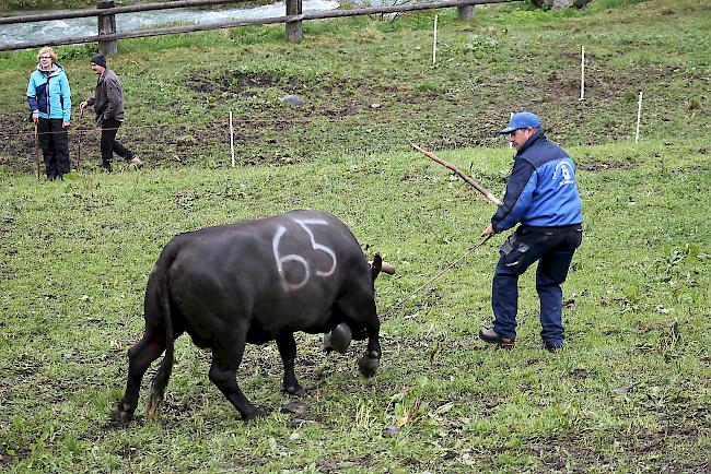 Alpaufzug im Turtmanntal: Züchter und Helfer führen ihre Eringerkühe nacheinander in den Pferch. 