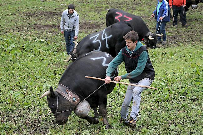 Ungeduldiges Warten vor dem grossen Kampf. 