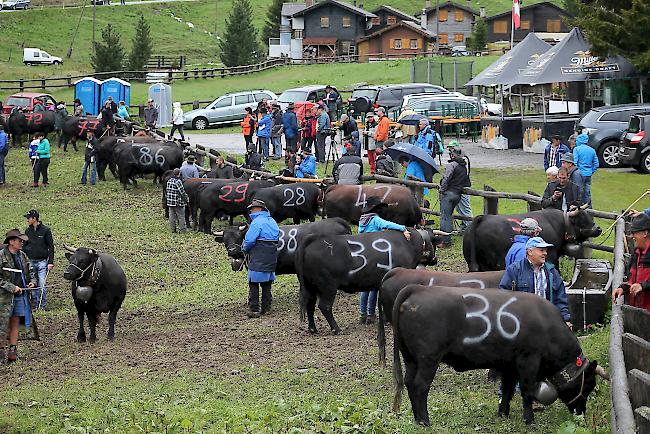 Rund 110 Eringerkühe werden im Turtmanntal gesömmert. 