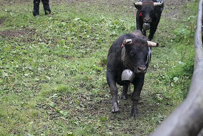 Diesjähriger Alpaufzug im Turtmanntal. 