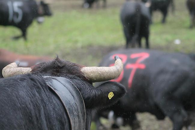 Diesjähriger Alpaufzug im Turtmanntal. 