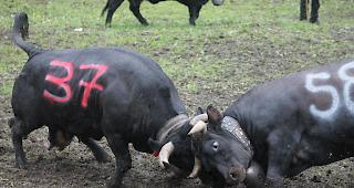 Die Eringerk&uuml;he zeigten am Samstag einige eindrucksvolle Schw&uuml;nge. 