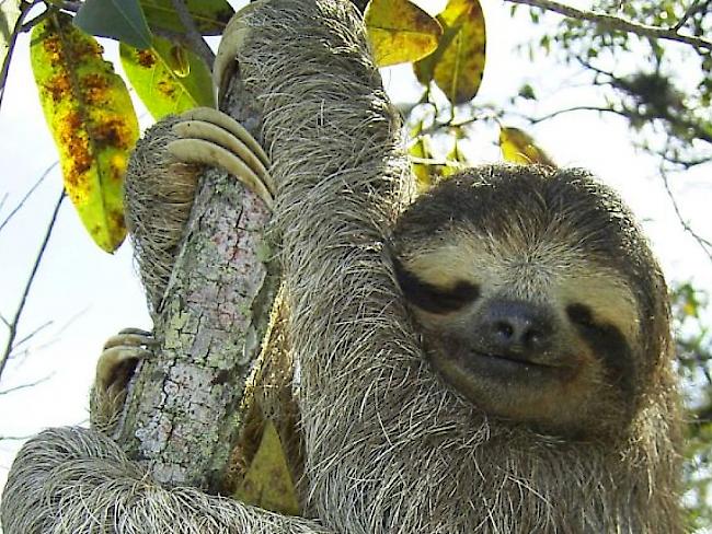 Dreifinger-Faultiere (im Bild Bradypus infuscatus) haben einen extrem langsamen Stoffwechsel, sogar noch langsamer als ihre Verwandten, die Zweifinger-Faultiere. (Symbolbild)