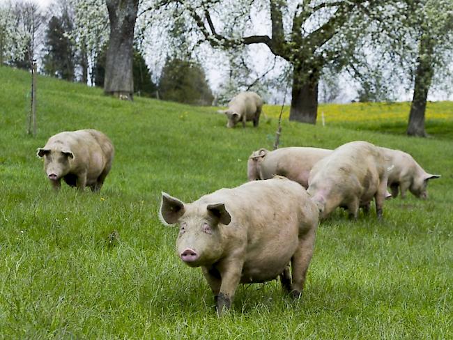 Was brauchen Schweine zum Glücklichsein? Das versuchen Forscher herauszufinden. (Symbolbild)