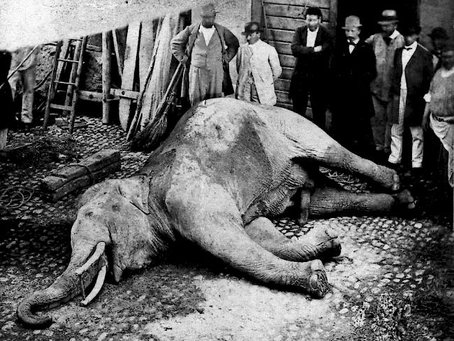 Weil er nach einer Zirkusvorstellung seinen Pfleger tötete und danach ausbüxte, wurde der Elefant in Murten mit einer Kanone unschädlich gemacht. (Archiv)