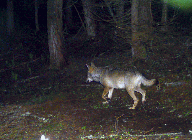 Der Wolfsrüde M59 in der Fotofalle im Augstbord-Gebiet im Juni 2016.