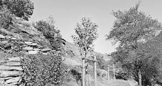 Rekultiviert. Der Kastanienhain von M&ouml;rel. Die Burgergemeinde pflanzte hier 130 B&auml;ume. Das Sonderwaldgebiet wird durch die extensive Nutzung &ouml;kologisch und landschaftlich aufgewertet. 