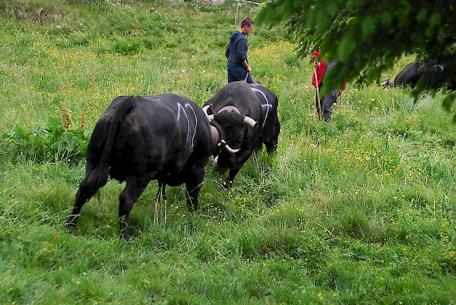 Dann legten die ersten beiden Tiere los.