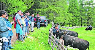 Gleich gehts los. &laquo;Taifun&raquo; erh&auml;lt eine letzte Leckerei, bevor SVP-Politiker Toni Brunner seine Eringerkuh ins Feld schickt. 