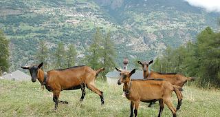 W&uuml;rmer k&ouml;nnen Milchziegen t&ouml;ten. Jetzt suchen Parasitologen nach neuen L&ouml;sungen.