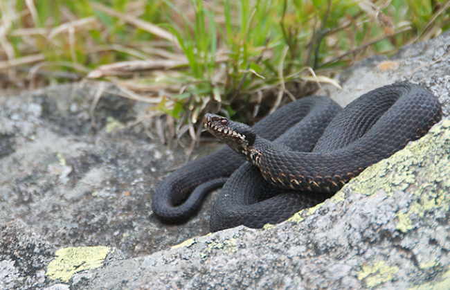 Die Viper mit dem klangvollen Namen Vipera walser ist äusserst rar.