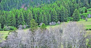Kahl gefressen. Von Gespinstmotten befallene Traubenkirschen in der Gemeinde Grafschaft.