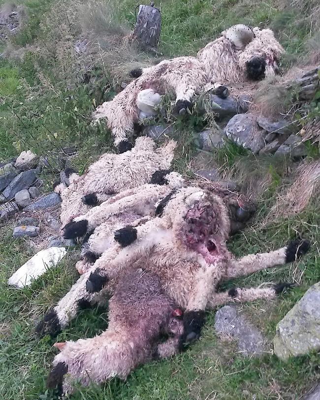 Gerissene Tiere auf dem Yakspfad bei Törbel. Landbesitzer Zuber fordert, dass die Kadaver von der Gruppe Wolf Schweiz entsorgt werden.