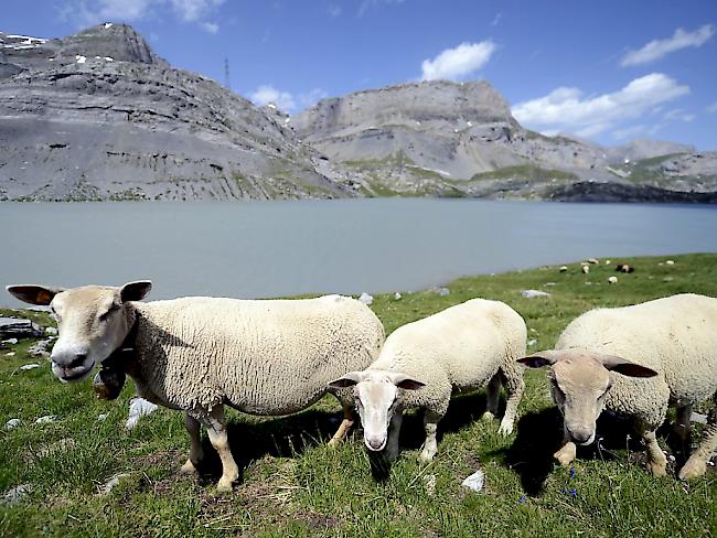 Am Schäferfest auf der Gemmi gibt es für die Schafe der umliegenden Alpen ein Festessen.